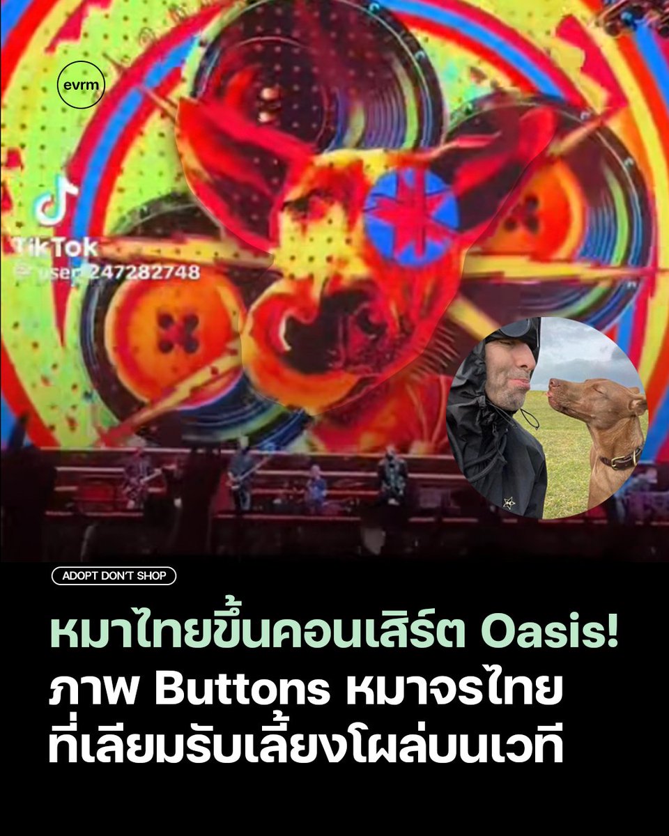 environmanth's tweet image. เอาสิ! หมาไทยได้ขึ้นคอนเสิร์ต Oasis ระดับโลกกับเขาด้วย! เจ้าบัตตันส์ อดีตหมาจรไทยที่เลียม กัลลาเกอร์รับเลี้ยงจากเมืองไทย เป็นไวรัลอีกครั้งเมื่อไปโผล่อยู่บนวิชวลพื้นหลังเวทีคอนเสิร์ต Oasis Live '25 Tour
เจ้า 'บัตตันส์' (Buttons) ที่ว่าคือน้อนหมาไทยที่ถูกรับเลี้ยงไปโดย เลียม…