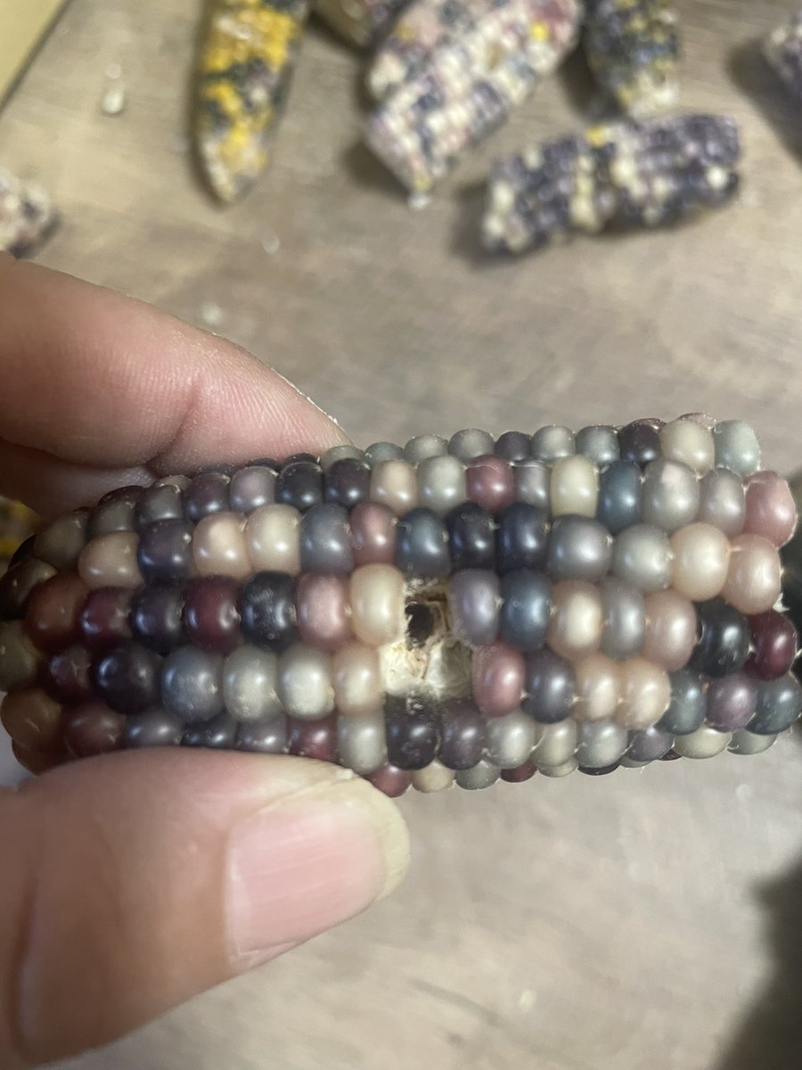 N1zUYkGTAVJij1v's tweet image. コーン🌽カットして、穴開けして、ドリルの歯を
２本折って・・
メリーの制作までには　　程遠いですね🥹