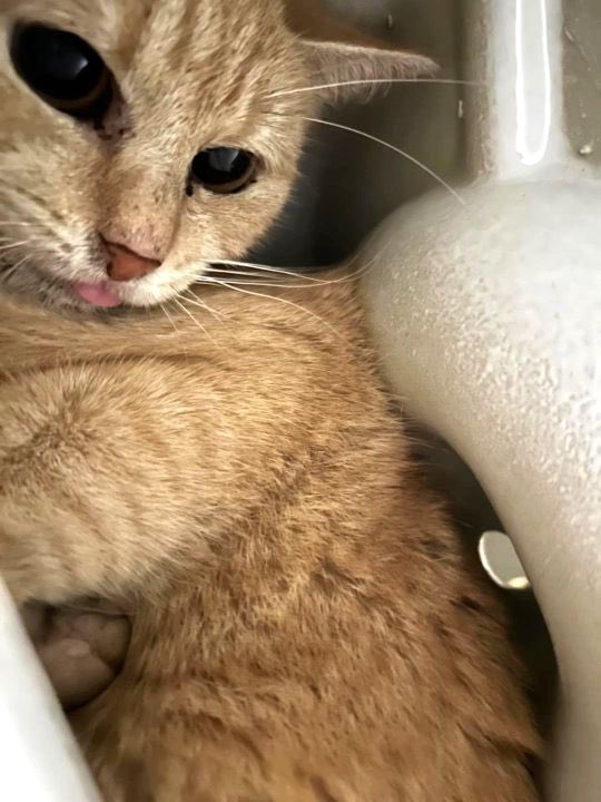 *Confirmed: Beautiful #Muneca Has Been Placed With Frankie’s Feline Fund :
Donation Link: frankiesfelinefund.org/donate/  Venmo Is: <a href="/bunny/">bunny</a>-hofburg  : PayPal Is frankiesfelinefund@gmail.com : <a href="/Katya1943/">Catherine</a> $10 &amp; <a href="/karenkaren69/">karen wolf</a> Repledge #CatsOfX Formerly From #NYCACC #FrankiesFelineFund RT