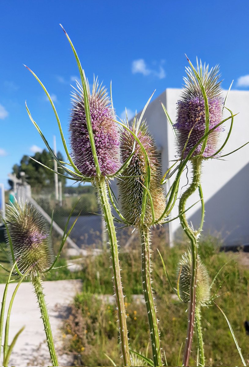 Lopezlaila1's tweet photo. #Cardos #Thistles https://t.co/I44e4mYuHQ