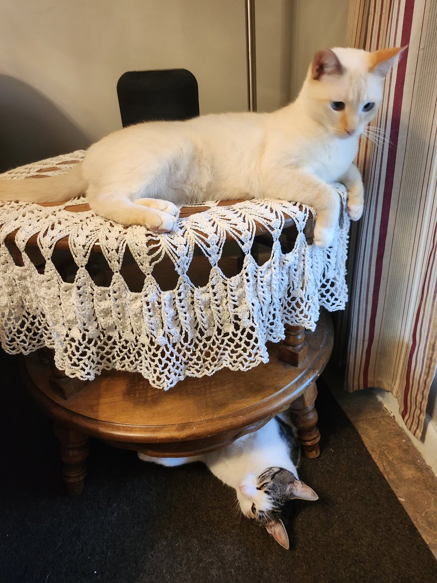 My cats are such weirdos honestly. 😹 #CatsOfTwitter