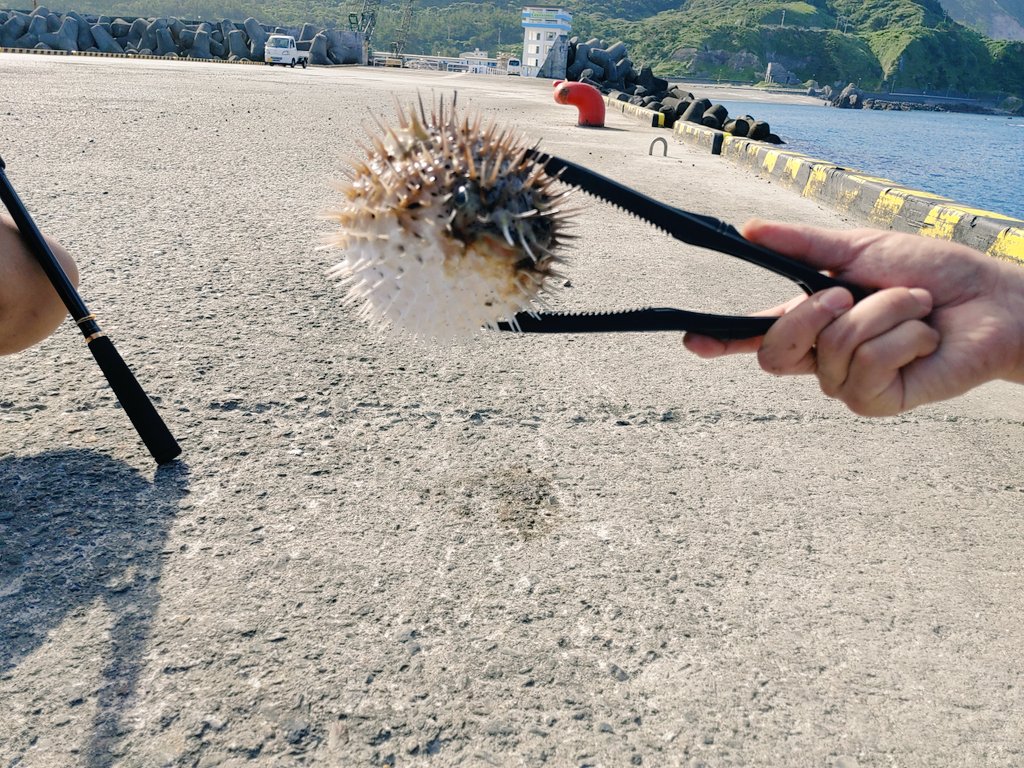 DECCAPYES's tweet image. 本日の釣果はキタマクラが3匹🎣🎣🎣
毒魚なのでリリース🙏
写真は中尾さんのハリセンボン。
虹が綺麗でした🌈