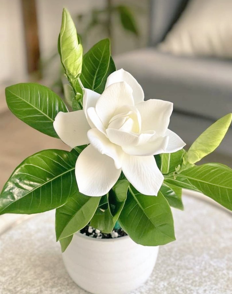 Günaydın ...☀️🌷🌿☕️✌️
Mutlu #Pazar'lar Olsun ...🌸🕊
☆~💛💙~☆