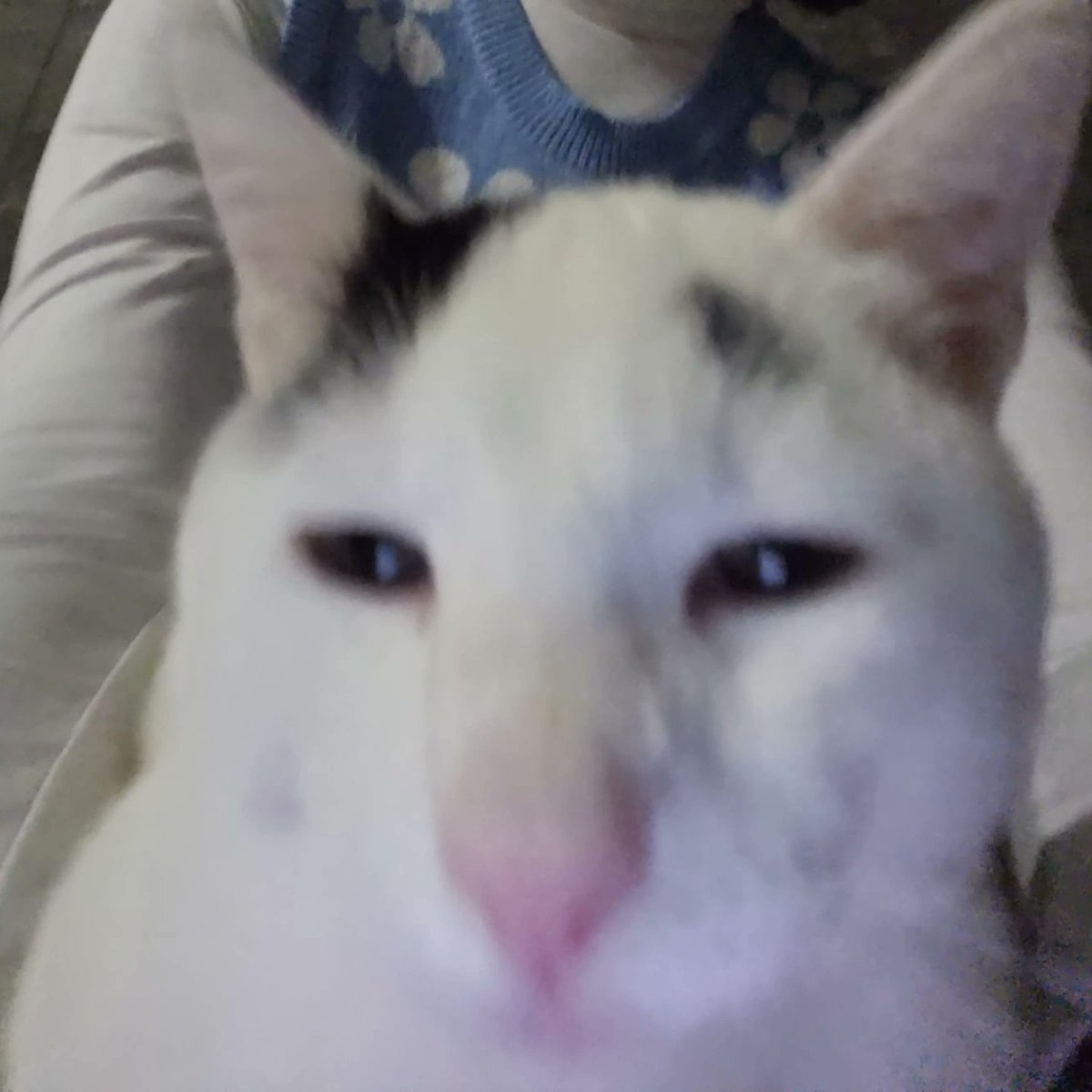Kangpuke's tweet photo. Verdad, no los presente oficialmente. 
El es Ezio Federico Burgos. Nació un 20 de Octubre por lo que es Libra, le gusta el pollito y es muy quisquilloso con la comida, no le gusta la piel del pollo ni los cupis, esta castrado pero sigue siendo jn galan https://t.co/N688hTfizL