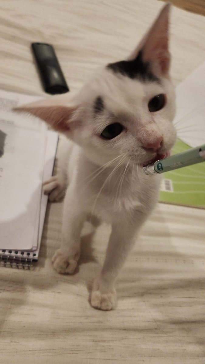 Kangpuke's tweet photo. Verdad, no los presente oficialmente. 
El es Ezio Federico Burgos. Nació un 20 de Octubre por lo que es Libra, le gusta el pollito y es muy quisquilloso con la comida, no le gusta la piel del pollo ni los cupis, esta castrado pero sigue siendo jn galan https://t.co/N688hTfizL