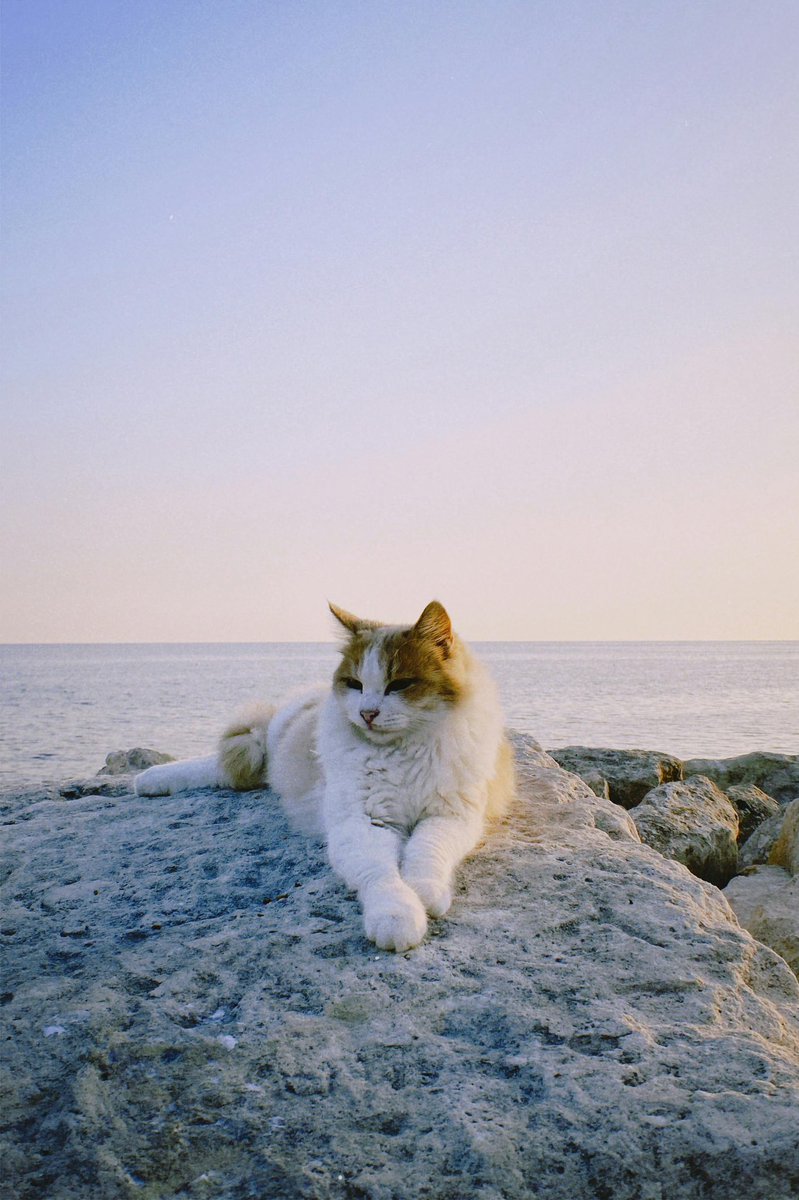 Have a relaxing Sunday dear friends…🌷☕️🌊💦☀️🐈🧡🤍🩵

#GoodMorningEveryone 🌷 #CoffeeTime ☕️ #CatsLover 🐈 #SundayVibes ☀️ #BeKindAlways 🩷 #PeaceAndLove 🕊️