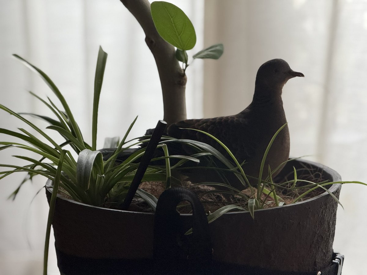 くうちゃんの四十九日を過ぎた頃から、糸ちゃんはケージに引きこもるようになりました。
卵を産むわけでもなく、芝生の上で丸くなっています。
抱っこも短時間で腕からでていくようになり、あまり甘えなくなりました。