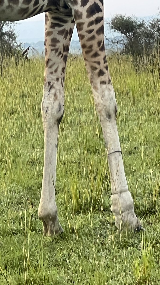 Twin Dominic (@twindominic_) on Twitter photo 20/7/2025 (07:32 AM)
Just met a giraffe 🦒 with a wire snare in Murchison towards buligi track. Hopefully <a href="/ugwildlife/">Uganda Wildlife Authority</a> will respond asap
#conservingforgenerations 20/7/2025 (07:32 AM)
Just met a giraffe 🦒 with a wire snare in Murchison towards buligi track. Hopefully <a href="/ugwildlife/">Uganda Wildlife Authority</a> will respond asap
#conservingforgenerations
