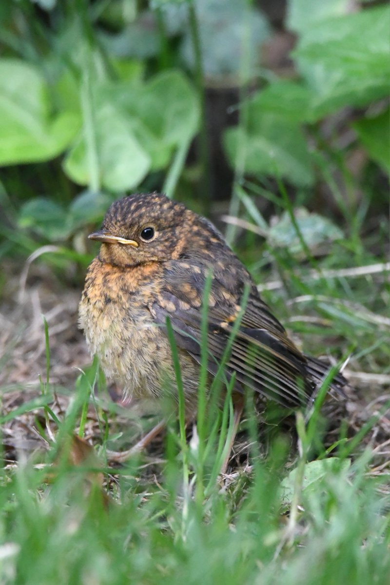 nealesmithworld's tweet image. Young Robin
Bude Cornwall ใใ
#Bude #Cornwall
#Robin