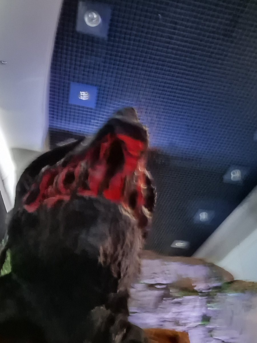 real_Bugbreach's tweet image. Im heading home tomorrow, so when I'm back and re-energized I'll be posting properly. But till then, enjoy some Retired-Tourist-Zealoid selfies from TennoCon
#Warframe #TennoCon2025