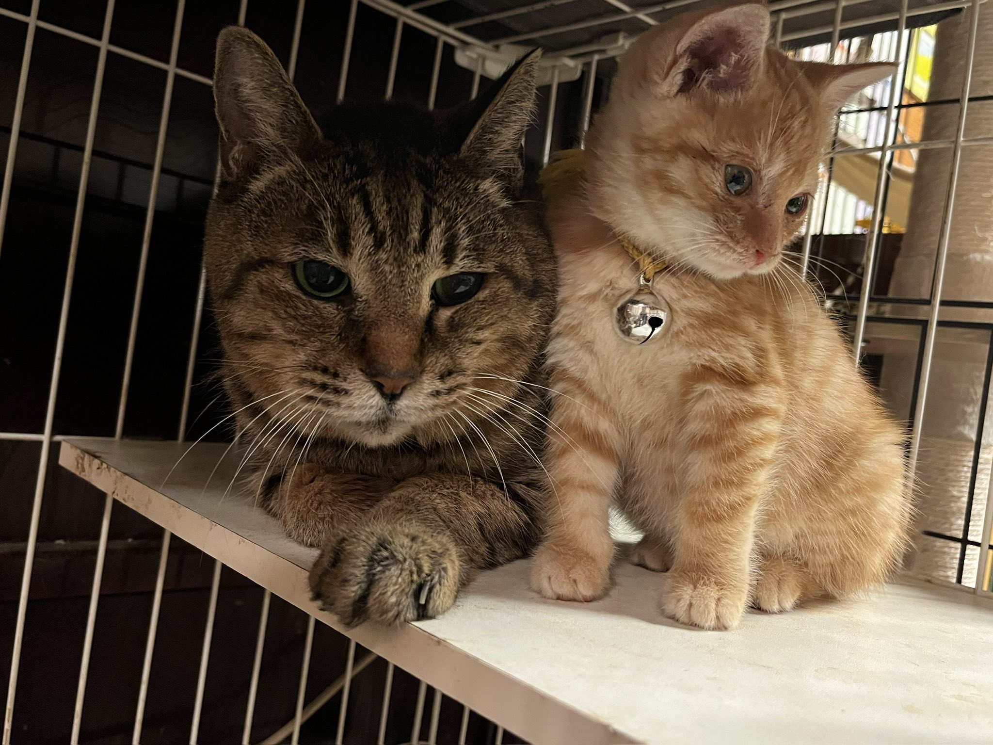 K-CAT (猫好き工房 )様　おまとめ　No690D  696D  699D 鈴木と猫 しげない工房の人 on X: 