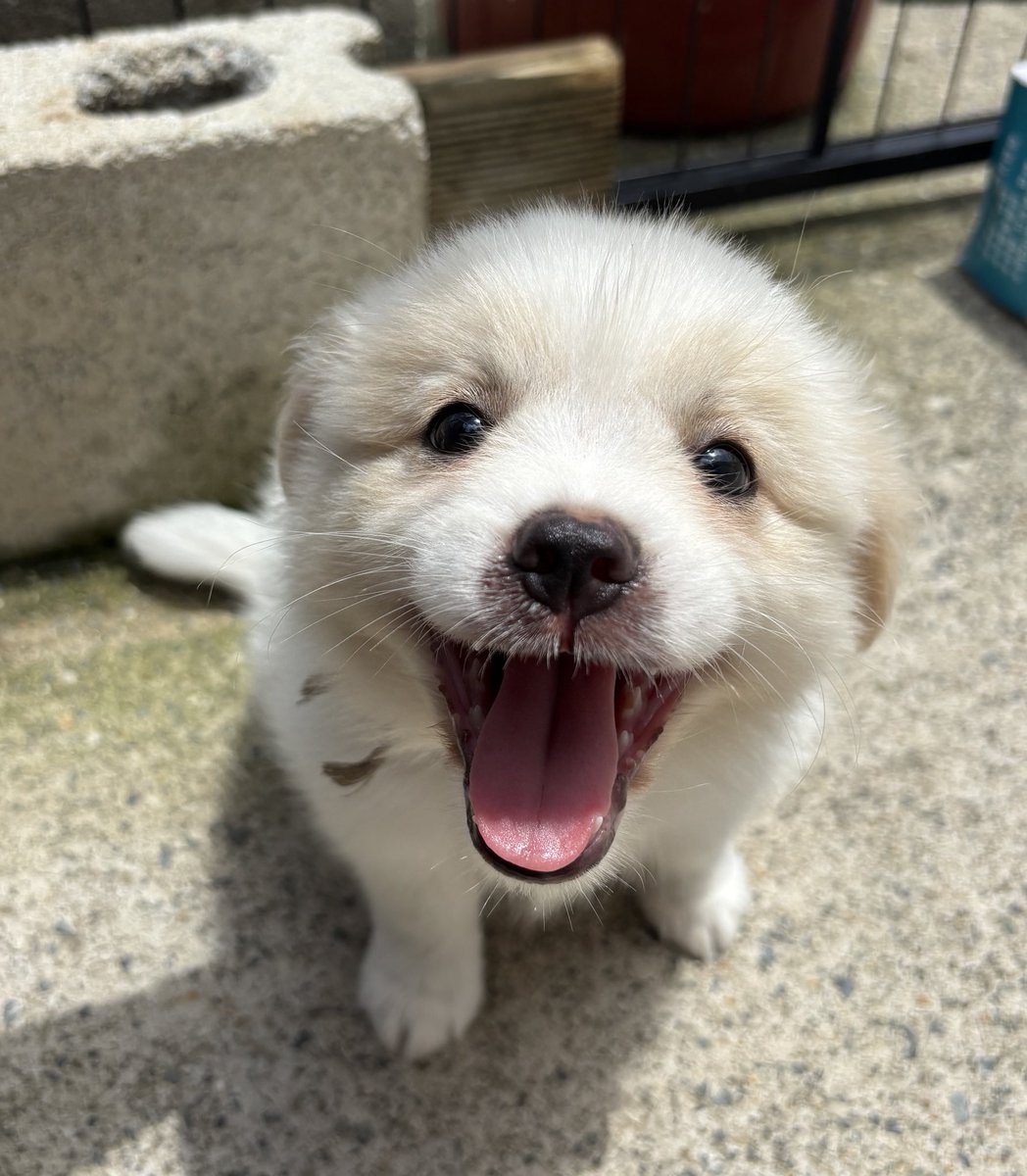 8_mongmong's tweet image. 날이 개서 너무 행복해멍

#강아지 #입양홍보 #가족찾아요