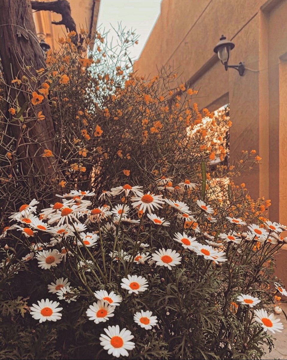 يوم جديد و صباح الخير و زاوية و صورة لحظات الصباح و يوم جميل و الأجمل أن تكون في صورة 

( تصويري ) 📱🇰🇼

#صباح_الخير_والسعاده_للجميع #صباح_الأشياء_المُشرقة #تصويري #صورة_اليوم #صور #الكويت #تصوير #صور #صباح_الخير