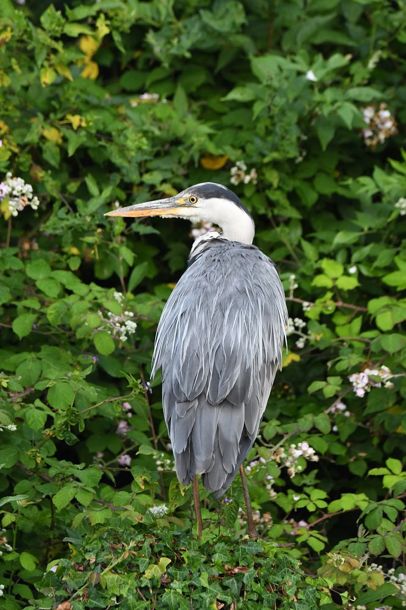 nealesmithworld's tweet image. Grey Heron
Bude Cornwall ใใ
#Bude #Cornwall
#GreyHeron