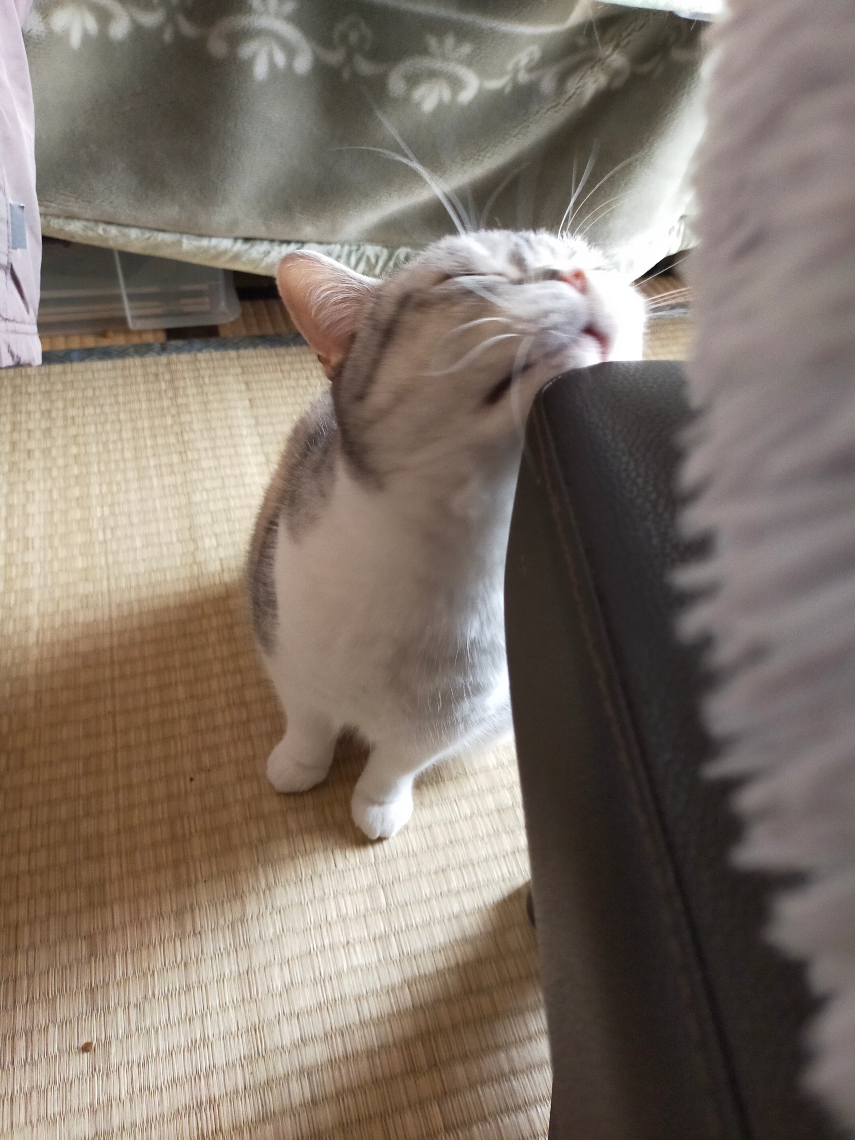 まさねこ まさまさ(猫) on X: 