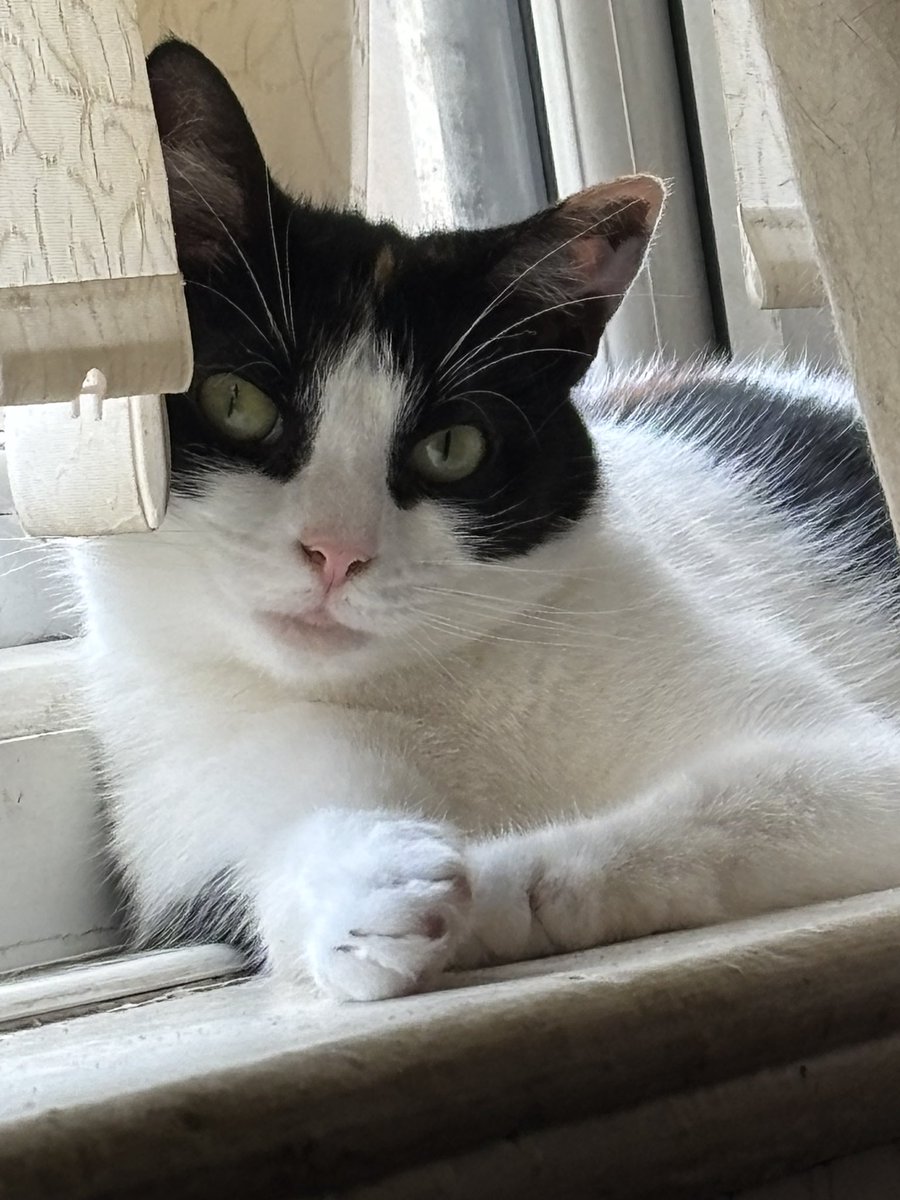 TheTillyCat's tweet photo. My 2 year anniversary of moving into my new forever home! I settled in well! 😻😻

#CatsOnX #CatsOfX #Hedgewatch https://t.co/FTCYIgEoNe