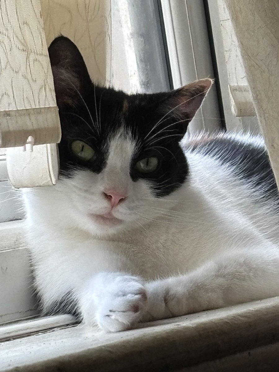 My 2 year anniversary of moving into my new forever home! I settled in well! 😻😻

#CatsOnX #CatsOfX #Hedgewatch