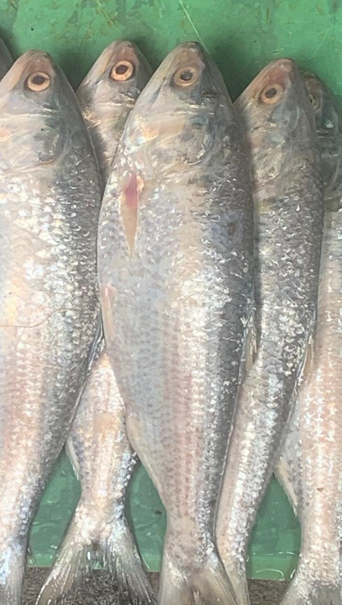 বাঙালির রবিবাসরীয়

🐟🐟🐟