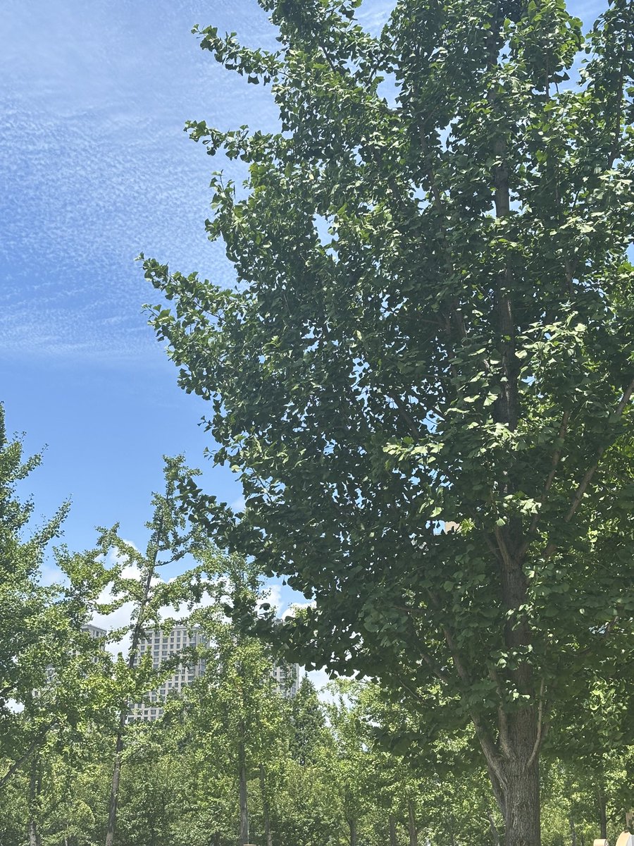 遊歩、 tweet media