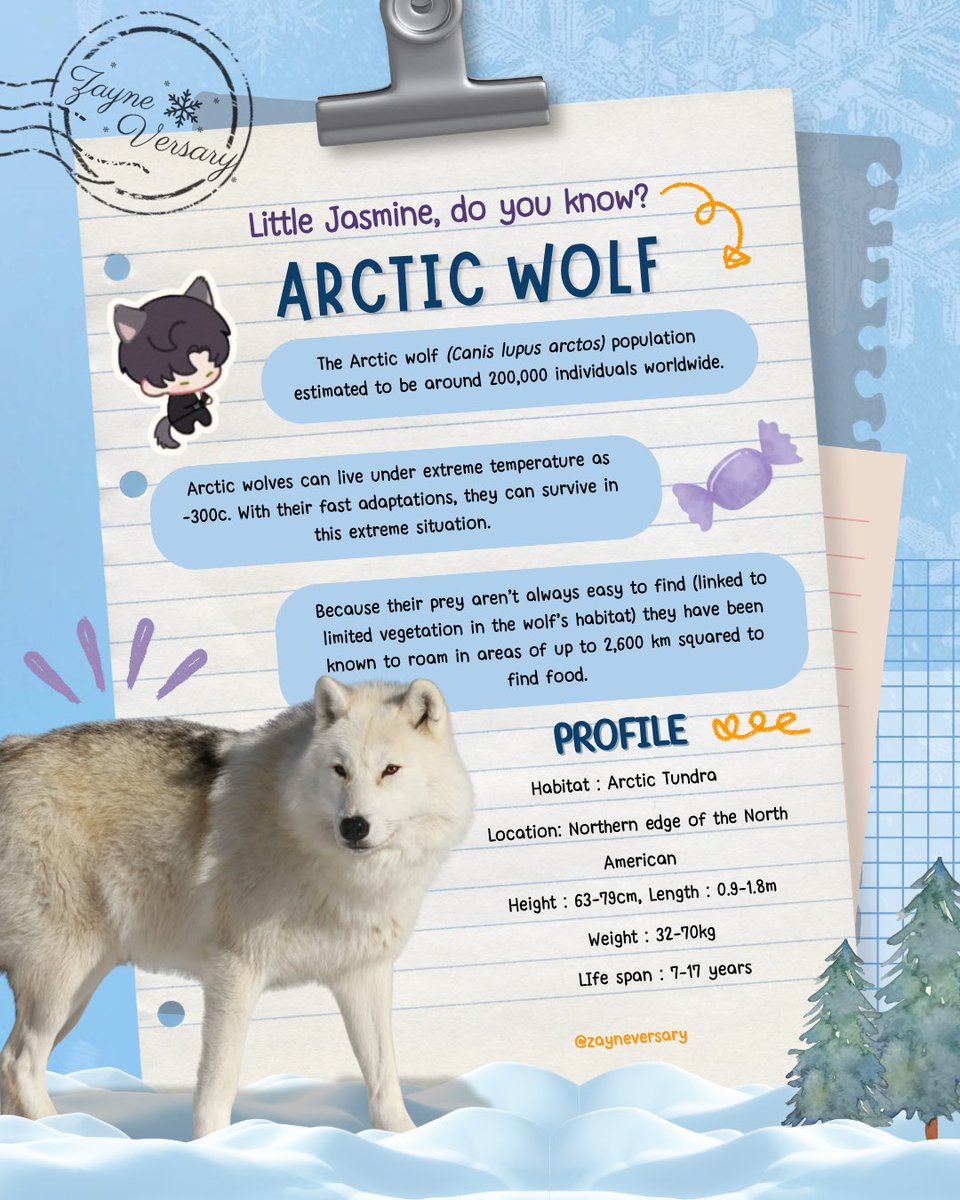 zayneversary's tweet image. Hello Little Jasmines ❄️🐺
Let’s meet the Arctic Wolf. A rare and powerful creature of the far North—a symbol of endurance, loyalty, and quiet strength. Living in some of the most extreme environments on Earth, these beautiful creatures thrive where few others can’t. Much like…