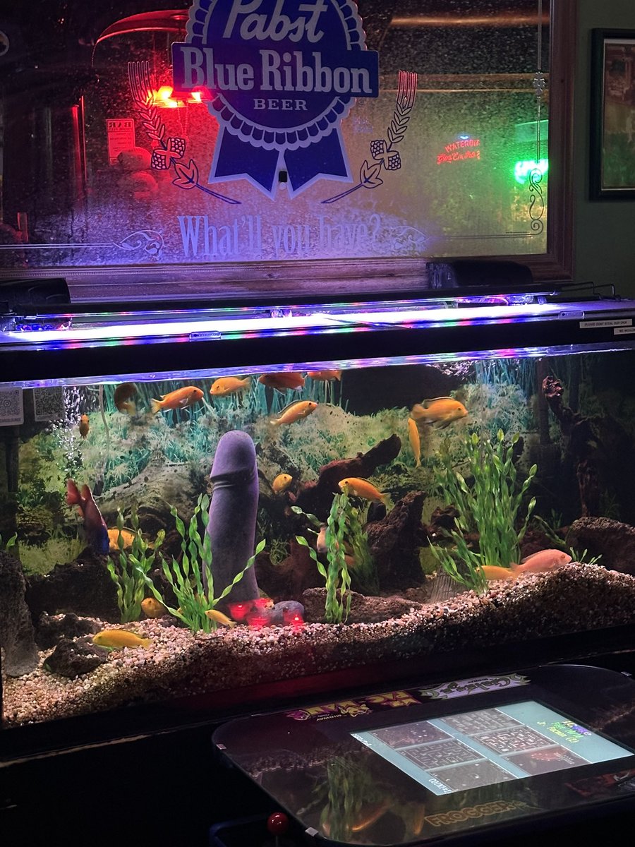 ClueHeywood's tweet image. Come to Lizzards Lounge in Prescott Arizona in the next 27 minutes and help me feed these fish. The big one doesn’t move much.