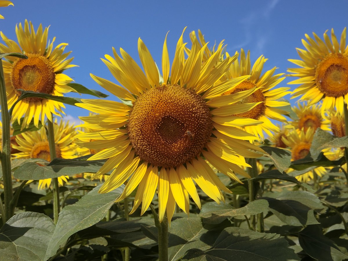 ⭐︎ひまわり⭐︎ 🌻ひまわり🌻 on X: 