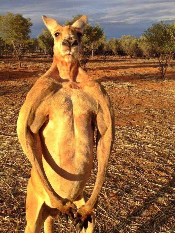 RogerTheRoon's tweet image. Roger the Kangaroon is a memetic juggernaut who died at the age of 12 in 2018.
Jacked, 2 meters tall, and ready to take your lunch.
The best way to cement Roger’s legacy -
on Bitcoin, forever.
RIP 🦘