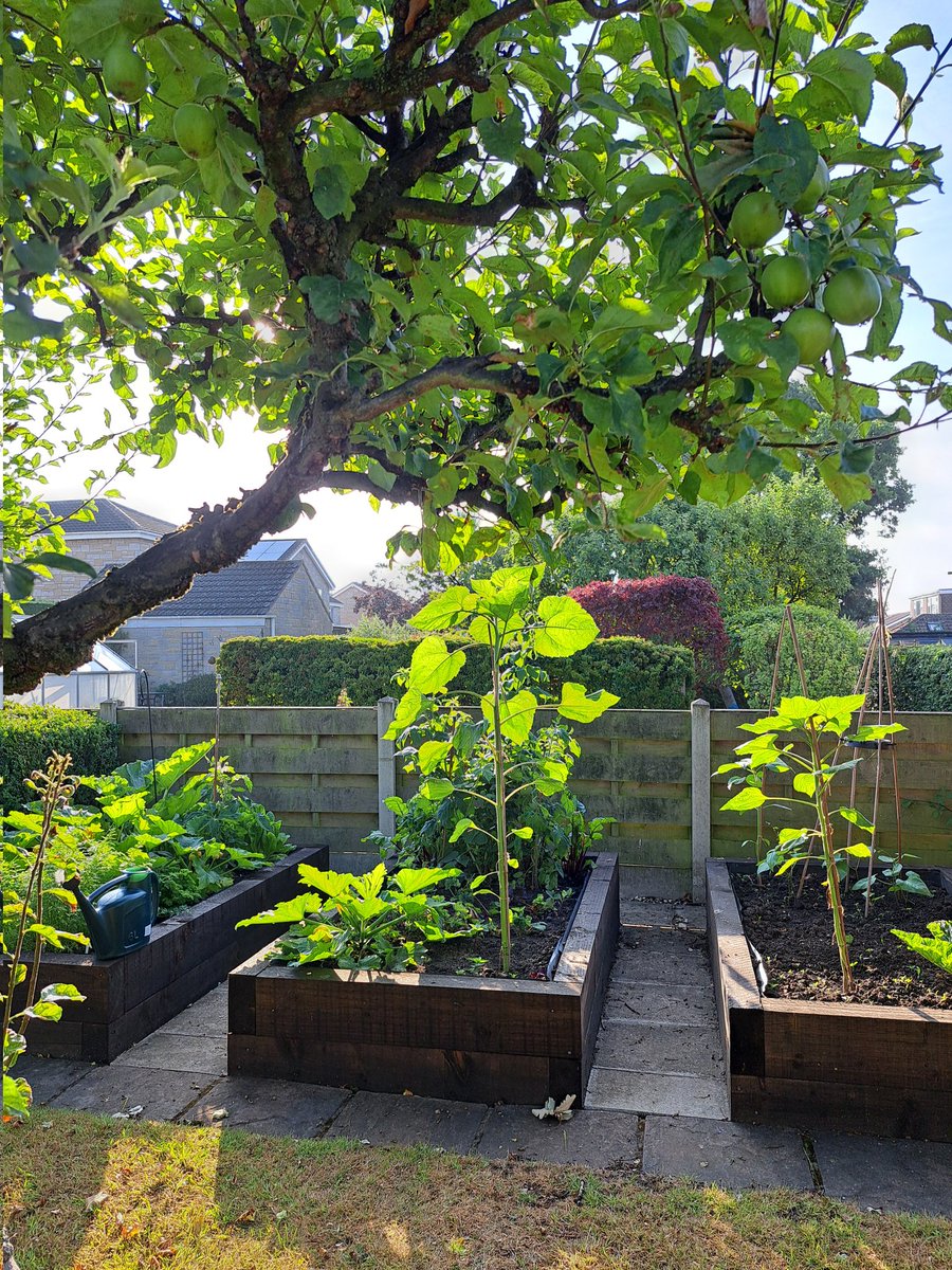 yorkshirejune's tweet image. My new raised beds are really flourishing.I have already harvested potatoes and the courgettes,lettuce,  carrots, tomatoes , runner beans  and beetroot are growing well.The sunflowers are amazingly tall but yet to flower .