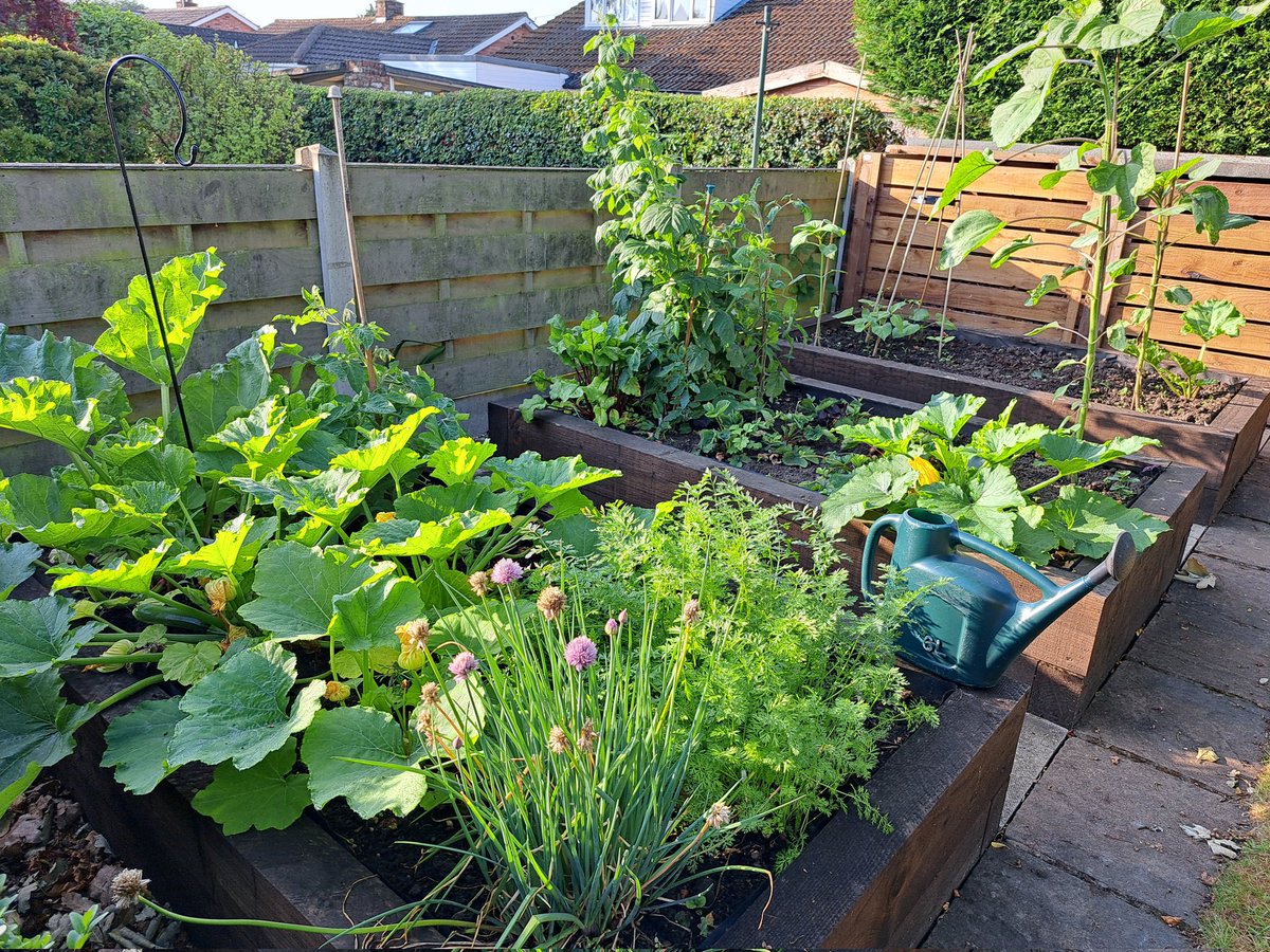 yorkshirejune's tweet image. My new raised beds are really flourishing.I have already harvested potatoes and the courgettes,lettuce,  carrots, tomatoes , runner beans  and beetroot are growing well.The sunflowers are amazingly tall but yet to flower .