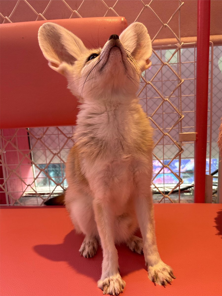 kawaii_zooland's tweet image. しゃきーん🦊✨

#フェネック #キツネ #サナくん #東京 #原宿 #fennec #fox #Tokyo #harajuku #kawaï