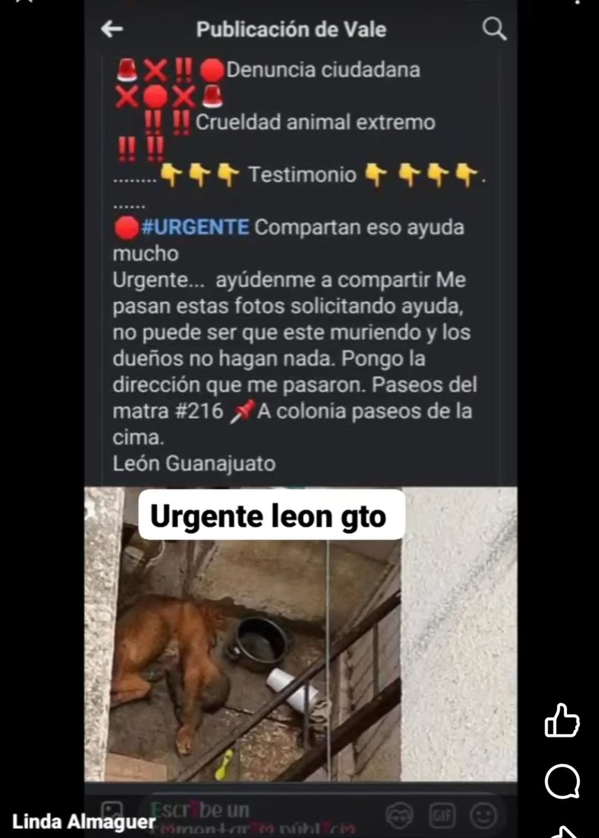 Abogado Animalista (@licanimalista) on Twitter photo Atención <a href="/FGEGUANAJUATO/">Fiscalía General del Estado de Guanajuato</a> urge su apoyo e intervención inmediata Colonia paseos de la Cima, calle paseos de matra número 216. CCP. <a href="/LibiaDennise/">Libia Dennise</a> Atención <a href="/FGEGUANAJUATO/">Fiscalía General del Estado de Guanajuato</a> urge su apoyo e intervención inmediata Colonia paseos de la Cima, calle paseos de matra número 216. CCP. <a href="/LibiaDennise/">Libia Dennise</a>