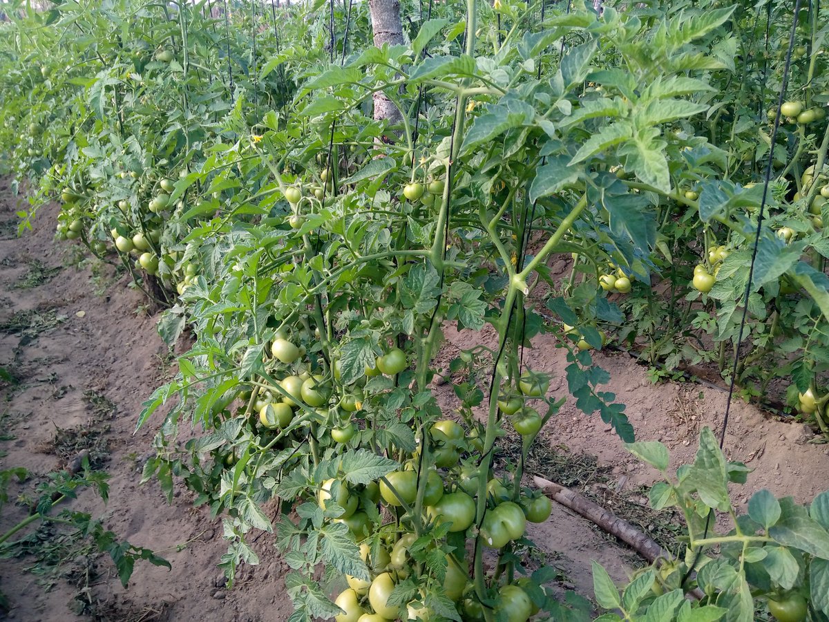 Maseko the Farmer tweet media