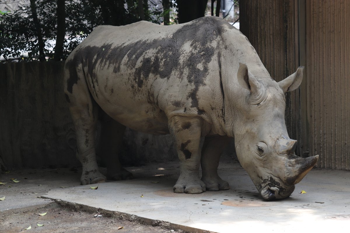 nhdzoo's tweet image. 2025.7.15
#シロサイの飼育日誌 を更新しました。
シロサイ
タロウ(♂)朝外に出ようとしないためメスの寝室に入れる。
#日本平動物園
#シロサイ
#nihondairazoo