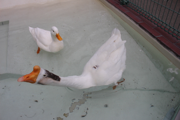 nhdzoo's tweet image. 2025.7.16
#ガチョウの飼育日誌 を更新しました。
ガチョウ
ガブ(♂) 白菜の芯を残している。
#日本平動物園
#ガチョウ
#nihondairazoo