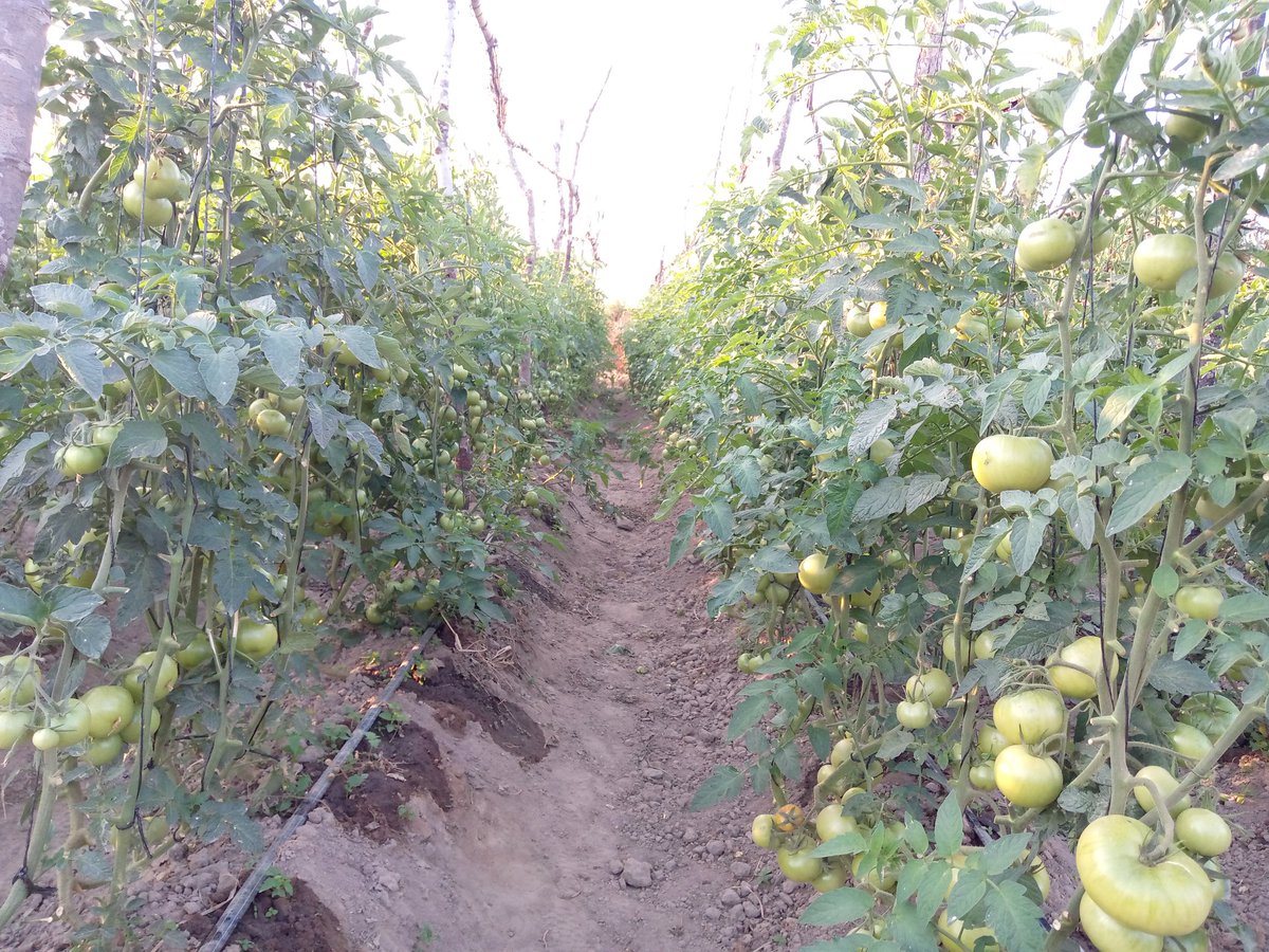 Maseko the Farmer tweet media