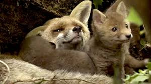 merlinpapin3's tweet photo. .@FredOL69007 #DéfiCinéClassique2025 juillet (Animaux Sauvages) Vu le film Documentaire #LesSaisons de Jacques Perrin (2016)

(Des Animaux Sauvages on en a en veut-tu en voilà)

Jacques Perrin et Jacques Cluzaud reviennent sur des terres familières. Ils nous convient à un formidable voyage à travers le temps pour redécouvrir ces territoires européens que nous partageons avec les animaux sauvages depuis la dernière ère glaciaire jusqu'à nos jours. L'hiver durait depuis 80.000 ans lorsque, en un temps très bref, une forêt immense recouvre tout le continent.

Avec Les Saisons, Jacques Perrin, accompagné une nouvelle fois de son complice Jacques Cluzaud (Le Peuple migrateur, Océans), poursuit son travail d’orfèvre dans le domaine du documentaire animalier. Mais cette fois, l’ambition dépasse la simple observation du vivant : il s’agit de raconter une histoire naturelle de l’Europe, à travers un récit immersif qui embrasse 20 000 ans de cohabitation entre l’homme et la faune sauvage. C’est un projet audacieux, quasi philosophique, qui refuse la linéarité historique au profit d’un regard "nature-centré", où l’humain ne fait irruption que progressivement, et souvent comme perturbateur d’un équilibre originel.

Le film commence ainsi dans un silence majestueux, peuplé de feuillages, de brumes et de regards d’animaux. Pendant près de 45 minutes, aucune parole ne vient troubler la symphonie végétale et animale d’un monde où les chênes dominent et les bêtes sont reines. Cette première partie, audacieusement contemplative, peut déranger certains spectateurs par son rythme lent, presque hypnotique, mais elle est aussi porteuse d’un souffle poétique rare. Elle reconstitue — avec un recours assumé à la fiction, aux effets spéciaux et à la mise en scène — le monde tel qu’il fut avant que l’homme ne commence à tracer routes, champs et frontières. Des scènes de poursuite — comme celle haletante entre des loups et un sanglier — captivent par leur intensité chorégraphique, renouant avec un cinéma muet, mais vibrant.

La deuxième moitié du film, tout en conservant sa veine onirique, introduit l’homme. Pas en conquérant triomphant, mais en acteur parmi d’autres, silhouette modeste d’abord (cueilleur, berger, paysan), puis personnage de plus en plus présent (forestier, mineur, ouvrier), jusqu’à devenir la force dominante. C’est alors que le propos du film s’éclaire : ce que Les Saisons nous raconte, c’est la dépossession progressive de la nature, non par hostilité, mais par ignorance ou nécessité. Le XIIIe siècle, avec ses grands défrichements, marque une rupture. L’ère industrielle consomme l’équilibre. Mais jamais Perrin ne sombre dans le didactisme moralisateur : sa narration reste intuitive, sensorielle, incarnée. La voix-off, discrète et poétique, agit en guide plus qu’en maître à penser.

Techniquement, le film est un exploit. Tourné pendant trois ans, il repose sur une cohabitation millimétrée entre les animaux filmés dans leur environnement réel et des trucages numériques quasi invisibles. Le pari de "filmer comme on met en scène" se révèle payant : la caméra se fait œil d’animal, souffle de vent ou pas feutré dans la neige. Le travail sonore, tout en finesse, complète cette immersion organique.

Il faut voir Les Saisons comme une méditation écologique, mais sans slogans. Le film pose la question de notre rapport au vivant par la beauté, pas par la culpabilisation. Il nous montre ce que nous avons perdu, mais aussi ce qu’il est encore possible de préserver. Loin d’un pamphlet écologiste ou d’un film purement scientifique, Les Saisons est un poème visuel, parfois un peu flou dans son intention narrative, mais bouleversant dans son geste artistique.

Sorti en 2016, Les Saisons s’inscrit dans la lignée des grands documentaires naturalistes français portés par Jacques Perrin. Le projet fait suite au succès de Le Peuple migrateur (2001) et Océans (2009), mais innove par sa portée historique et sa mise en scène semi-fictive. Il mobilise un budget conséquent et une équipe internationale pour capter au plus près la faune européenne dans ses interactions passées et présentes. Au moment où les enjeux écologiques deviennent cruciaux, Les Saisons s’inscrit comme un plaidoyer esthétique pour une mémoire longue de la nature, et un cinéma de la lenteur et de l’émerveillement.