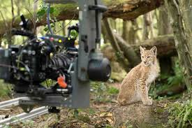 merlinpapin3's tweet photo. .@FredOL69007 #DéfiCinéClassique2025 juillet (Animaux Sauvages) Vu le film Documentaire #LesSaisons de Jacques Perrin (2016)

(Des Animaux Sauvages on en a en veut-tu en voilà)

Jacques Perrin et Jacques Cluzaud reviennent sur des terres familières. Ils nous convient à un formidable voyage à travers le temps pour redécouvrir ces territoires européens que nous partageons avec les animaux sauvages depuis la dernière ère glaciaire jusqu'à nos jours. L'hiver durait depuis 80.000 ans lorsque, en un temps très bref, une forêt immense recouvre tout le continent.

Avec Les Saisons, Jacques Perrin, accompagné une nouvelle fois de son complice Jacques Cluzaud (Le Peuple migrateur, Océans), poursuit son travail d’orfèvre dans le domaine du documentaire animalier. Mais cette fois, l’ambition dépasse la simple observation du vivant : il s’agit de raconter une histoire naturelle de l’Europe, à travers un récit immersif qui embrasse 20 000 ans de cohabitation entre l’homme et la faune sauvage. C’est un projet audacieux, quasi philosophique, qui refuse la linéarité historique au profit d’un regard "nature-centré", où l’humain ne fait irruption que progressivement, et souvent comme perturbateur d’un équilibre originel.

Le film commence ainsi dans un silence majestueux, peuplé de feuillages, de brumes et de regards d’animaux. Pendant près de 45 minutes, aucune parole ne vient troubler la symphonie végétale et animale d’un monde où les chênes dominent et les bêtes sont reines. Cette première partie, audacieusement contemplative, peut déranger certains spectateurs par son rythme lent, presque hypnotique, mais elle est aussi porteuse d’un souffle poétique rare. Elle reconstitue — avec un recours assumé à la fiction, aux effets spéciaux et à la mise en scène — le monde tel qu’il fut avant que l’homme ne commence à tracer routes, champs et frontières. Des scènes de poursuite — comme celle haletante entre des loups et un sanglier — captivent par leur intensité chorégraphique, renouant avec un cinéma muet, mais vibrant.

La deuxième moitié du film, tout en conservant sa veine onirique, introduit l’homme. Pas en conquérant triomphant, mais en acteur parmi d’autres, silhouette modeste d’abord (cueilleur, berger, paysan), puis personnage de plus en plus présent (forestier, mineur, ouvrier), jusqu’à devenir la force dominante. C’est alors que le propos du film s’éclaire : ce que Les Saisons nous raconte, c’est la dépossession progressive de la nature, non par hostilité, mais par ignorance ou nécessité. Le XIIIe siècle, avec ses grands défrichements, marque une rupture. L’ère industrielle consomme l’équilibre. Mais jamais Perrin ne sombre dans le didactisme moralisateur : sa narration reste intuitive, sensorielle, incarnée. La voix-off, discrète et poétique, agit en guide plus qu’en maître à penser.

Techniquement, le film est un exploit. Tourné pendant trois ans, il repose sur une cohabitation millimétrée entre les animaux filmés dans leur environnement réel et des trucages numériques quasi invisibles. Le pari de "filmer comme on met en scène" se révèle payant : la caméra se fait œil d’animal, souffle de vent ou pas feutré dans la neige. Le travail sonore, tout en finesse, complète cette immersion organique.

Il faut voir Les Saisons comme une méditation écologique, mais sans slogans. Le film pose la question de notre rapport au vivant par la beauté, pas par la culpabilisation. Il nous montre ce que nous avons perdu, mais aussi ce qu’il est encore possible de préserver. Loin d’un pamphlet écologiste ou d’un film purement scientifique, Les Saisons est un poème visuel, parfois un peu flou dans son intention narrative, mais bouleversant dans son geste artistique.

Sorti en 2016, Les Saisons s’inscrit dans la lignée des grands documentaires naturalistes français portés par Jacques Perrin. Le projet fait suite au succès de Le Peuple migrateur (2001) et Océans (2009), mais innove par sa portée historique et sa mise en scène semi-fictive. Il mobilise un budget conséquent et une équipe internationale pour capter au plus près la faune européenne dans ses interactions passées et présentes. Au moment où les enjeux écologiques deviennent cruciaux, Les Saisons s’inscrit comme un plaidoyer esthétique pour une mémoire longue de la nature, et un cinéma de la lenteur et de l’émerveillement.