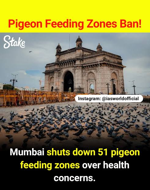 AlmonRaj's tweet photo. Feeding pigeons increases airborne disease risks 
Children, asthma patients(like me), and elders

It encourages aggressive pigeon behavior and overdependence on human feeding.
@chennaicorp @tnpoliceoffl @chennaipolice_ @TNHealthDept https://t.co/Z6oWRlVEmA