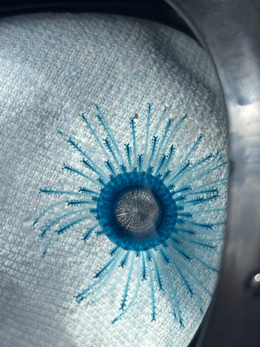 Eduard Marquès tweet media