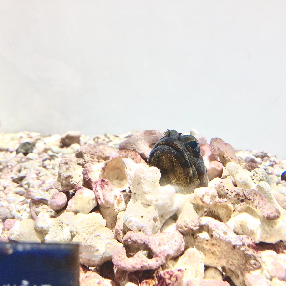 ニフリル？行ってきました