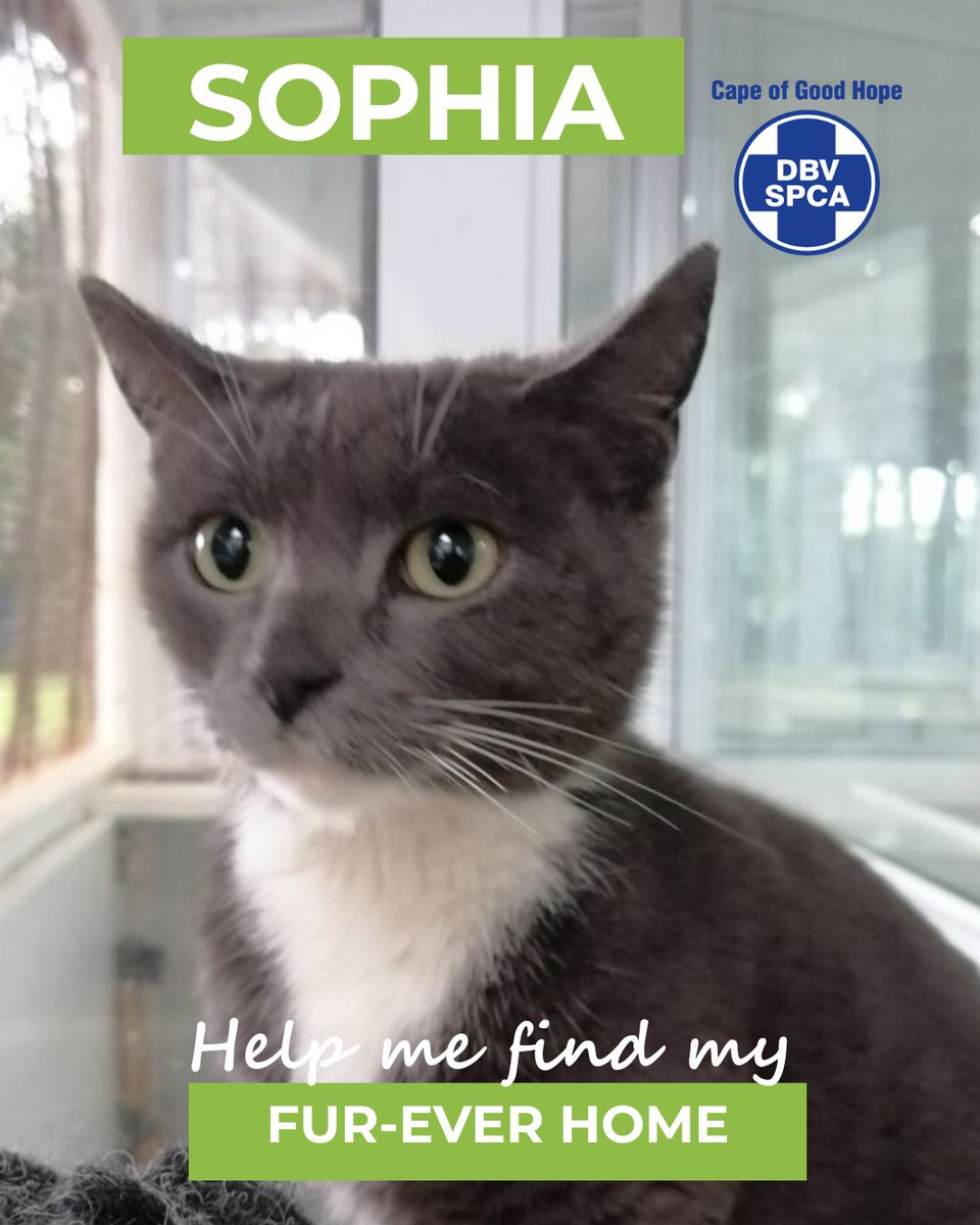 Cape of Good Hope SPCA (@capespca) on Twitter photo ADOPTIONS 🐱 CAT OF THE DAY 🐾 SOPHIA
Sofia is a chatty, affectionate cat
📍Meet Sophia here: pulse.ly/yvmbgq6fkd
📞 Call our Adoptions Centre on (021) 700 4140 | 📧 adoptions@spca-ct.co.za
📲 Please share Sophia's profile—her forever home might be one post away. ADOPTIONS 🐱 CAT OF THE DAY 🐾 SOPHIA
Sofia is a chatty, affectionate cat
📍Meet Sophia here: pulse.ly/yvmbgq6fkd
📞 Call our Adoptions Centre on (021) 700 4140 | 📧 adoptions@spca-ct.co.za
📲 Please share Sophia's profile—her forever home might be one post away.