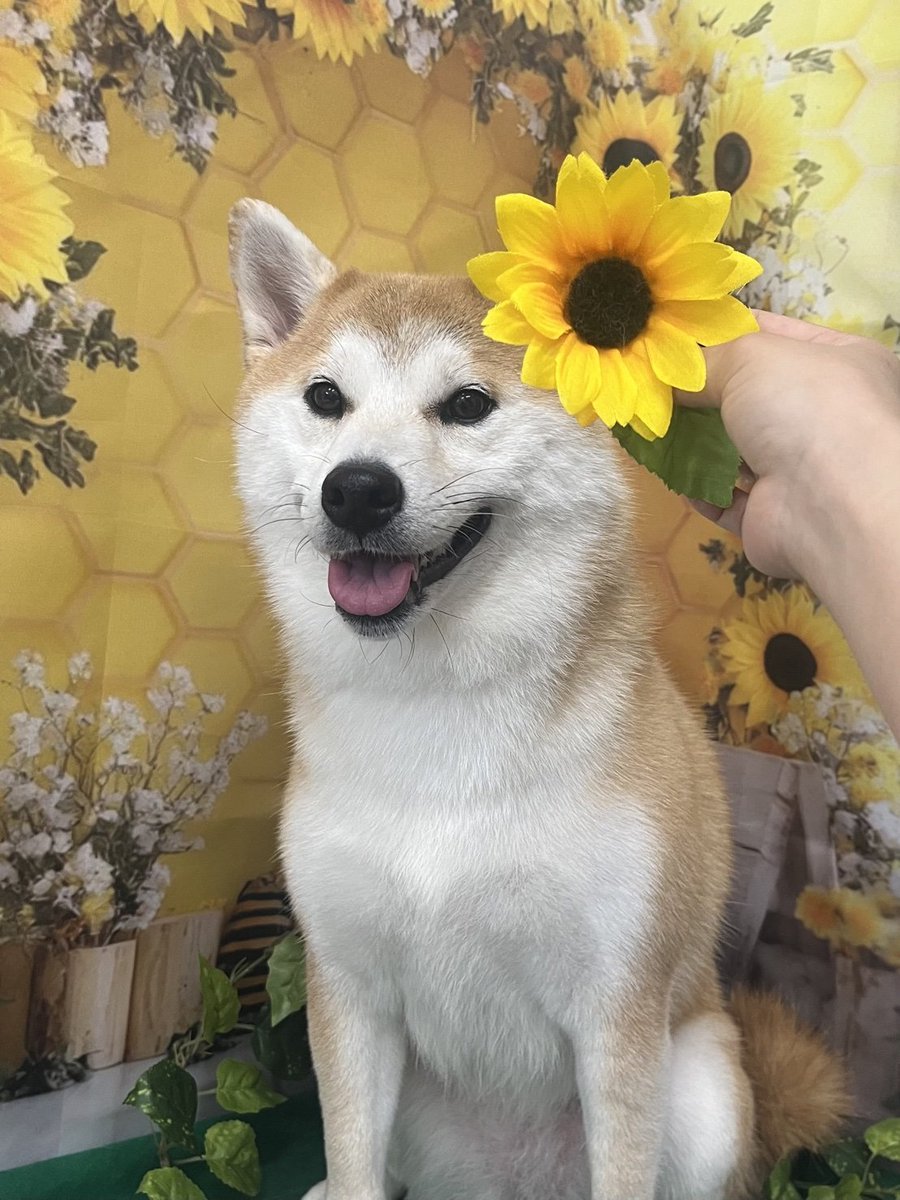 sogefy's tweet image. 風呂上がり女、かわちぃ。

#柴犬のいる生活 
#今日のきなこ