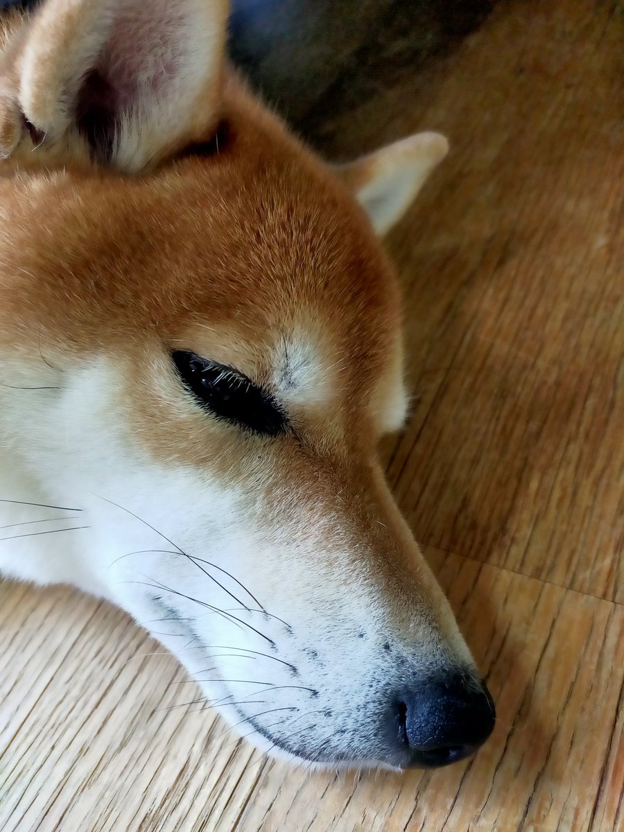 昼寝だぞ