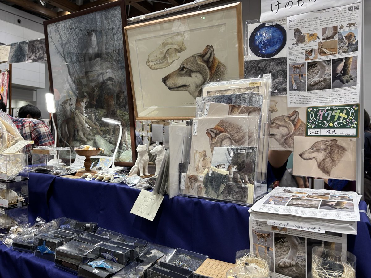 bd85g3's tweet image. ほんこち初博物フェス🐺
見所沢山🥰
伏見先生　＠FushimiAka 
樹山先生　＠kiyama_tb 
の所へ💫