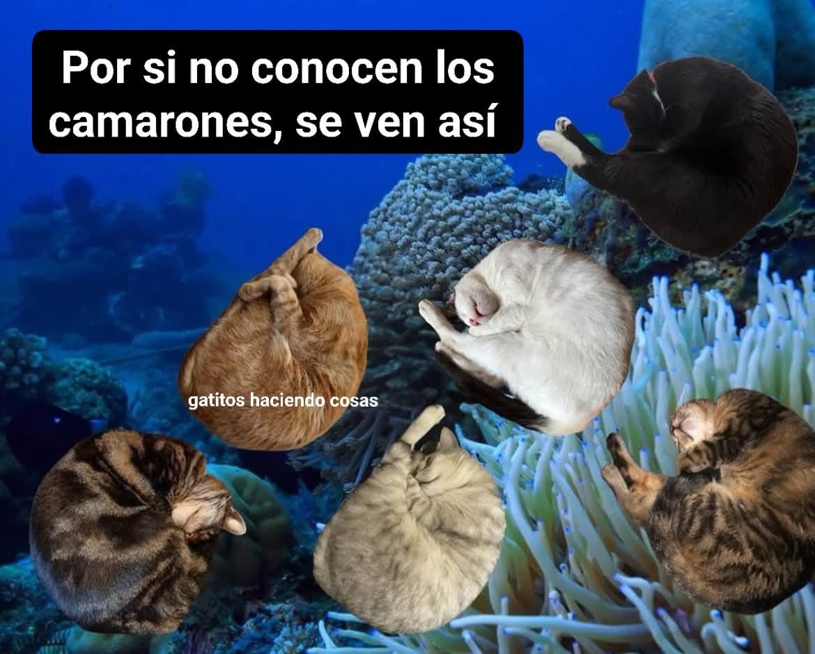 Zoey_nyu's tweet photo. That’s right 😹😹😹🩵 #cat #camaron #catshrimp #meme https://t.co/ajbKxuKuYa