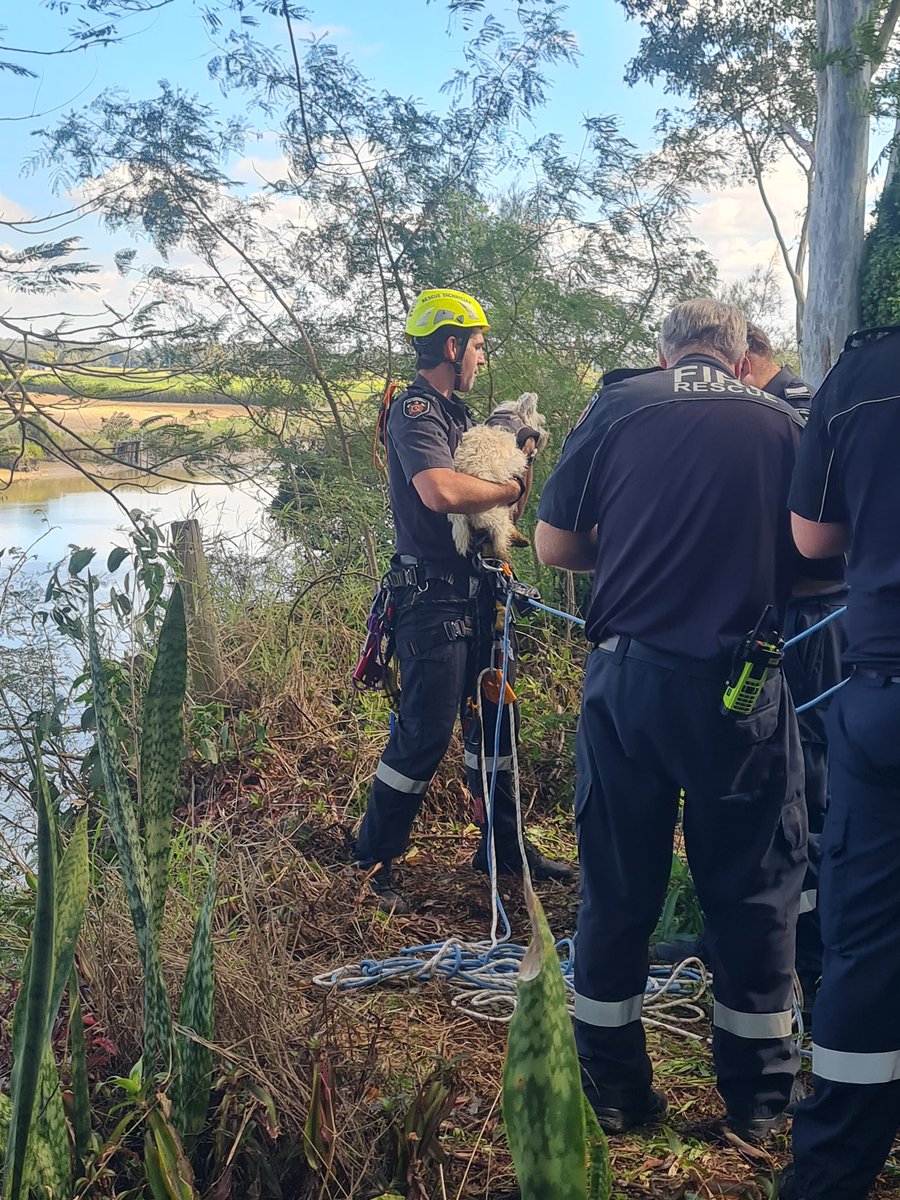 QldFireDept's tweet image. A ruff Saturday arvo for Poppy with a happy ending thanks to our QFR crews 🐾
Maryborough firefighters responded swiftly when they got the call that a dog had fallen down a steep slope on the banks of the Mary River after escaping from home.
Due to the eight metre drop off,…