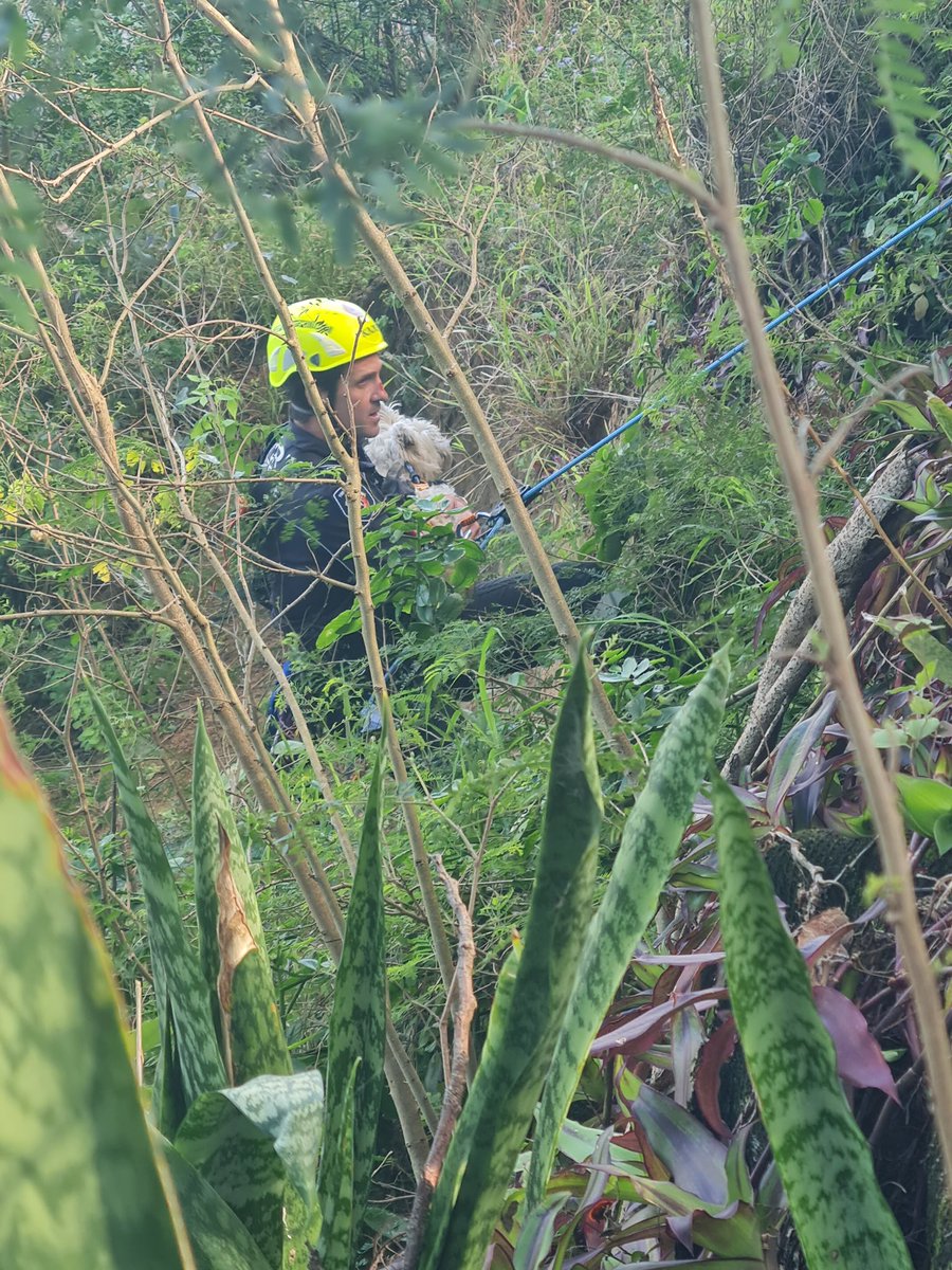 QldFireDept's tweet image. A ruff Saturday arvo for Poppy with a happy ending thanks to our QFR crews 🐾
Maryborough firefighters responded swiftly when they got the call that a dog had fallen down a steep slope on the banks of the Mary River after escaping from home.
Due to the eight metre drop off,…