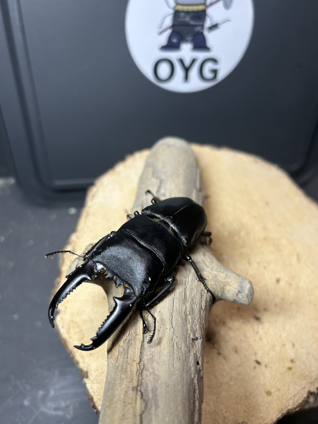 ウチウミタクオ様ページ Beetle shop 桜 on X: 