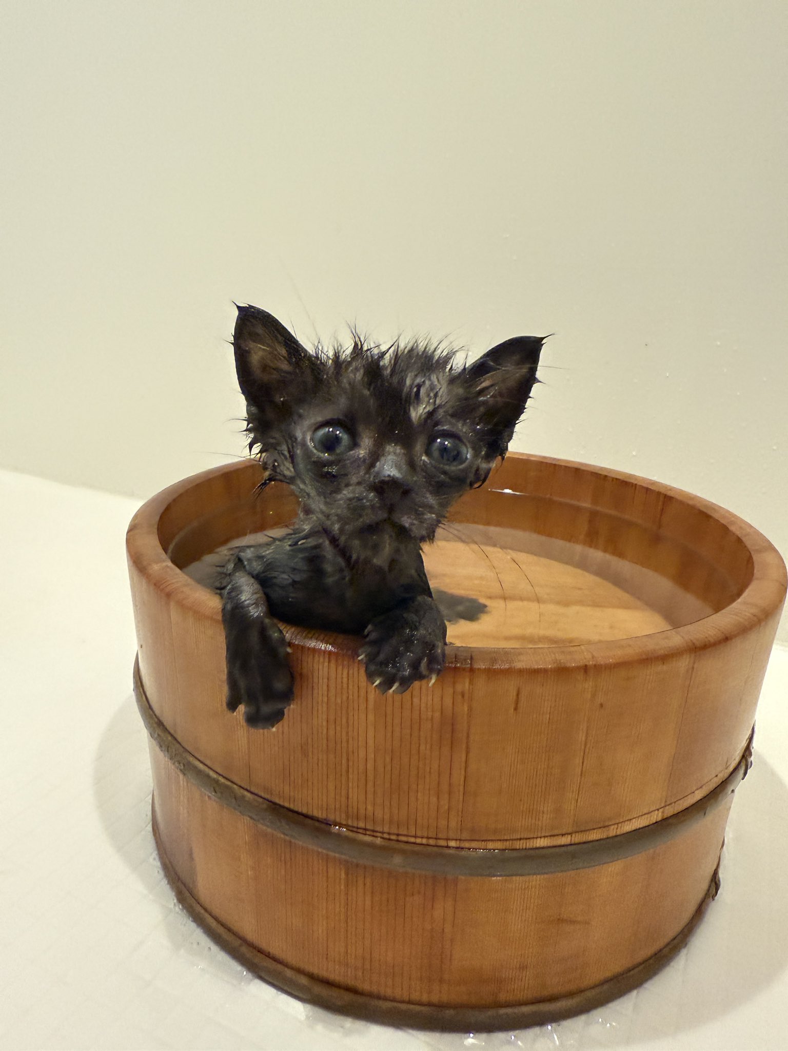【願いが叶う】【病除け 厄除け】招き猫 薄緑色 スコティッシュ 左手 願いが叶う】【病除け 厄除け】招き猫 薄緑色 スコティッシュ 左手