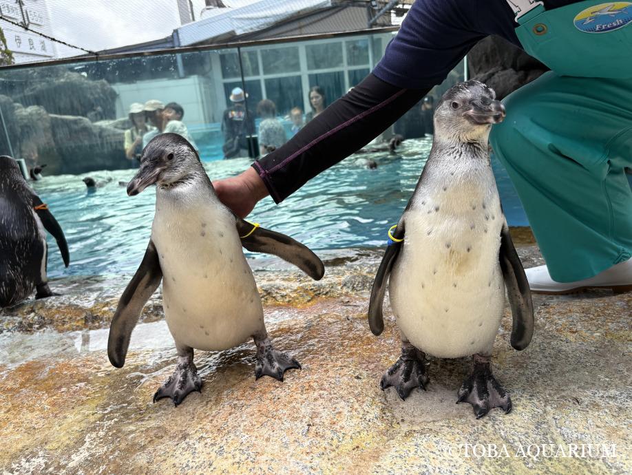 TOBA_AQUARIUM's tweet image. 名前が決まりました🐧: 先日、鳥羽水族館公式Xで発表があった通り 4/6、4/12に誕生したヒナの名前が決定しました👏 今日はその名前の由来をお伝えします! 4/6生まれの「ジョルノ」 お父さんの名前が「チャオ」、そのお父さんが「 dlvr.it/TM19mm